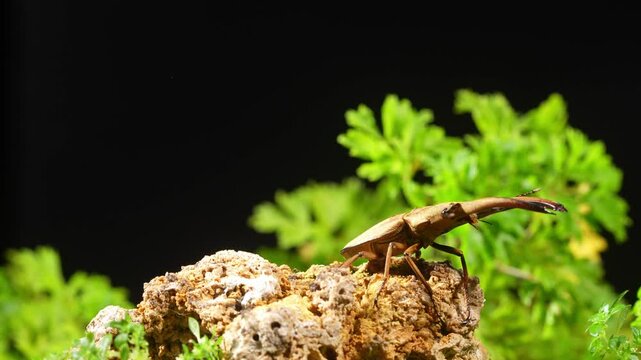 A stag beetle stands on a mossy rock. Cyclommatus canaliculatus is a species of beetles belonging to the family Lucanidae.