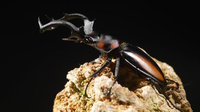 Thai Golden Hart Stag Beetle. Rhaetulus crenatus speciosus. Area collect North Thailand.