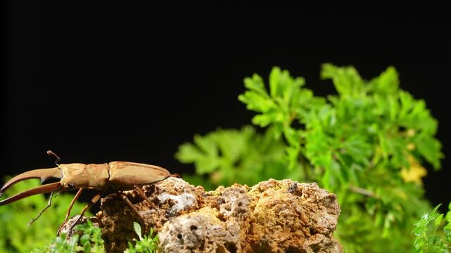 A stag beetle stands on a mossy rock. Cyclommatus canaliculatus is a species of beetles belonging to the family Lucanidae.