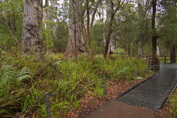 Giant old trees in Valley of the Giants in the Walpole-Nornalup National Park, Western Australia, Australia
