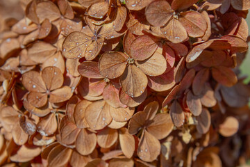 Close-up Dried Hydrangea flowers background. Natural background. Demonstrating color of the year 2025.