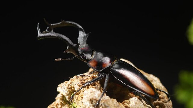Thai Golden Hart Stag Beetle. Rhaetulus crenatus speciosus. Area collect North Thailand.