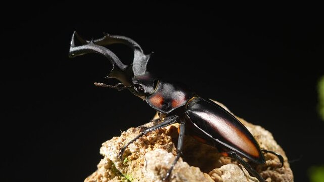Thai Golden Hart Stag Beetle. Rhaetulus crenatus speciosus. Area collect North Thailand.