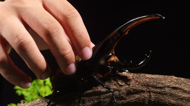 Hands holding beetles for breeding. The Hercules beetle (Dynastes hercules) is a species of rhinoceros beetle.