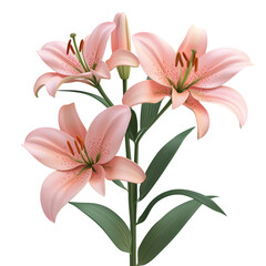 Fototapeta premium Lilies flower in transparent background