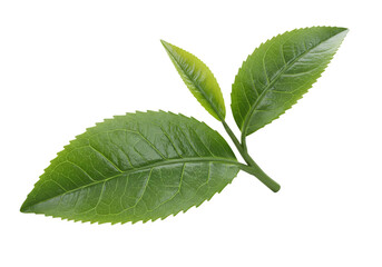 Obraz premium 3D rendering of tea leaves, isolated on white or transparent background, national tea day