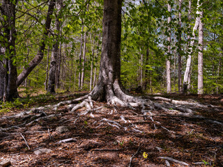 Tree Roots