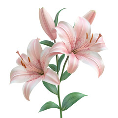 Fototapeta premium Lilies flower in transparent background