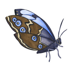 Watercolor Blue Butterfly isolated on transparent background. Hand draw Watercolor illustration Blue Morpho Butterfly. png Blue tropical butterflies for wedding invitation, and card
