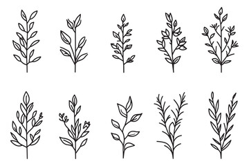 Fototapeta premium Tarragon minimalist 2D line art design