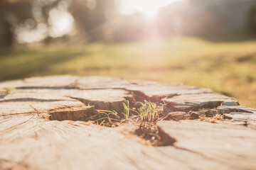 Fresh coriander seedlings sprouting in cracks of tree stump