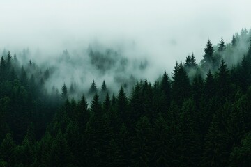 Misty Mountain Forest (3)
