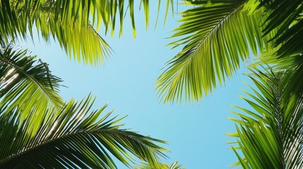 Fototapeta premium Lush tropical foliage framing a vibrant blue sky.