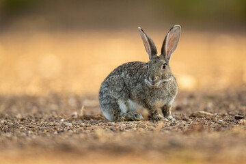 A portrait of a rabbit