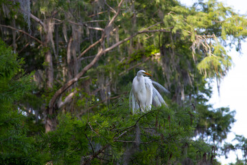 A beautiful Great Egret in a tree with Spanish Moss in the background