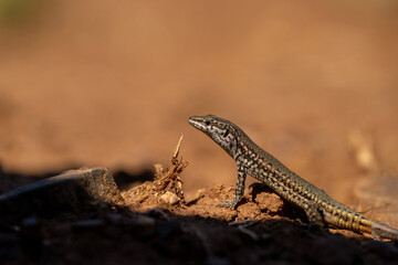 the walk of a lizard