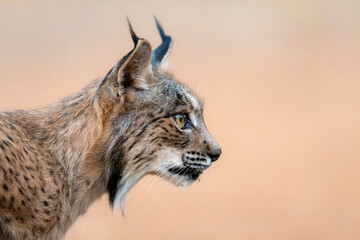 the look of a iberian lynx