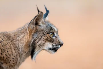Printed roller blinds the look of a iberian lynx