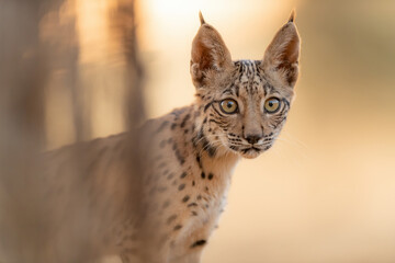 the curious of a cub of lynx