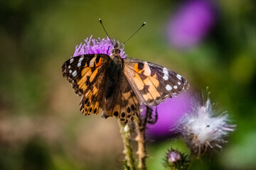 butterfly on a flower