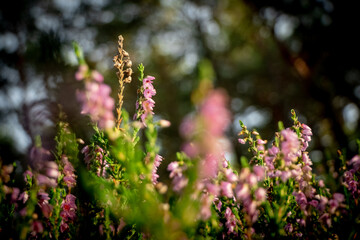 heathers in the forest