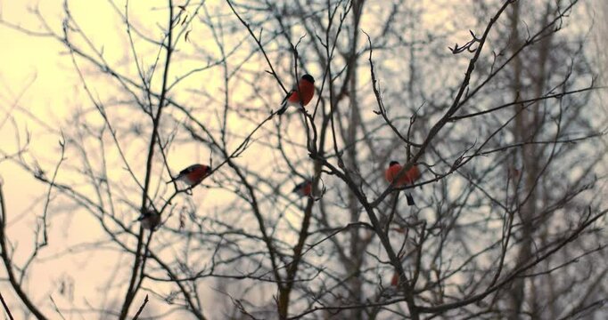 Roofs of animal farms in winter steam from ventilation and slow motion footage of birds flying by