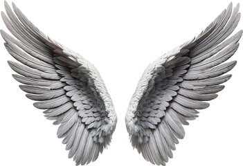 Obraz premium ave, aguilas, vector, ilustración, alas, alas, animal, naturaleza, tatuaje, inhospitalario, emplumar, ángel