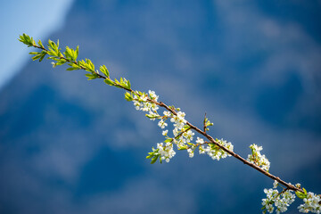Flowering fruit branch