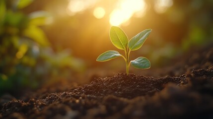 Young sprout in fertile soil