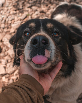 portrait of a dog