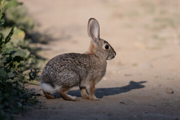 Cotton Tail Rabbit casts a shadow on the hiking trail with an alert eye out for danger