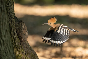 Eurasian Hoopoe (Upupa epops). Hoopoe approaches tree cavity with captured insect. Deciduous forest bathed in soft light. Wing symmetry and prey detail enhance the drama.