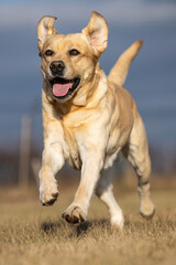 Labrador Retriever (Canis lupus familiaris). Retriever runs joyfully toward the camera in golden evening light. Open field glowing under sunlight. Joyful expression and flying ears make it radiant.