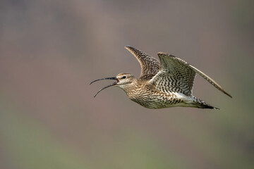 Whimbrel (Numenius phaeopus). Whimbrel glides mid-air with beak open, calling across the sky. Moody plain with blurred background. Curved beak silhouette stands out in mid-flight.