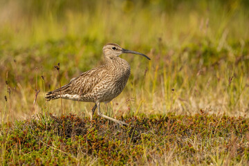 Whimbrel (Numenius phaeopus). Whimbrel stands alert in tundra vegetation with elegant curved bill prominent. Arctic tundra with moss and grass in focus. 