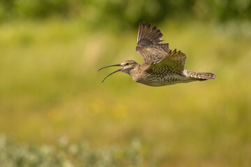 Whimbrel (Numenius phaeopus). Whimbrel flies low over a sunlit summer meadow with wings up and bill open in mid-call. Open grassland with soft yellow-green blur. Clear focus and vocal pose add energy.