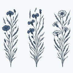 Hand drawn wild flowers Botanical drawing, line art blue Cornflowers illustration. Black and White vintage Meadow Knapweed. Simple Stylized blooming plants. Set of outline doodle floral sketch Cyanus