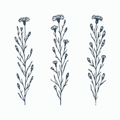 Fototapeta premium Hand drawn wild flowers Botanical drawing, line art blue Cornflowers illustration. Black and White vintage Meadow Knapweed. Simple Stylized blooming plants. Set of outline doodle floral sketch Cyanus