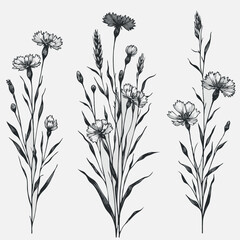 Hand drawn wild flowers Botanical drawing, line art blue Cornflowers illustration. Black and White vintage Meadow Knapweed. Simple Stylized blooming plants. Set of outline doodle floral sketch Cyanus
