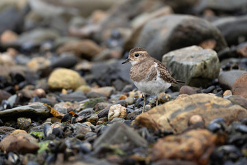 Rufous-chested dotterel on the coast in Ushuaia, Zonibyx modestus