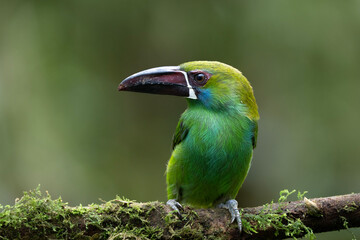 Crimson-rumped toucanet, Aulacorhynchus haematopygus in Ecuador