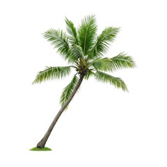 Coconut trees blowing in the sea isolated on white background, beach coconut tree in the summer,