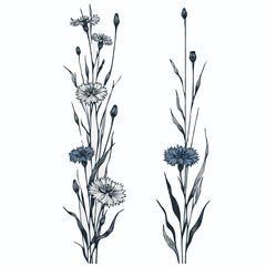 Hand drawn wild flowers Botanical drawing, line art blue Cornflowers illustration. Black and White vintage Meadow Knapweed. Simple Stylized blooming plants. Set of outline doodle floral sketch Cyanus