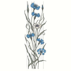 Hand drawn wild flowers Botanical drawing, line art blue Cornflowers illustration. Black and White vintage Meadow Knapweed. Simple Stylized blooming plants. Set of outline doodle floral sketch Cyanus