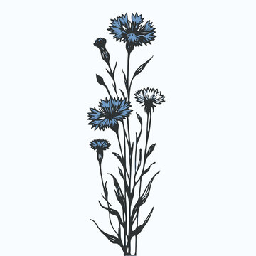 blue cornflowers botanical drawing on white clip art preview