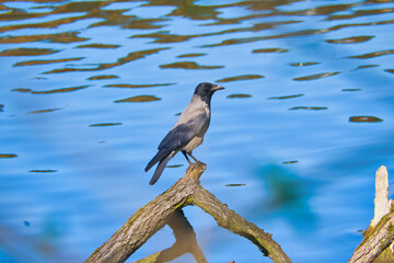 a crow sitting on a piece of a tree submerged in a river at the beginning of spring