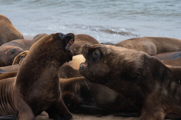 Naklejka premium Sea lions fighting on the shore inside a colony.