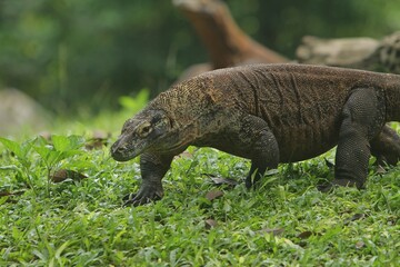 a Komodo dragon roaming the grass in the morning