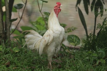 a rooster crows in the morning