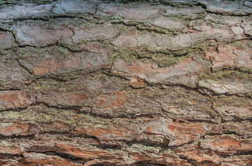 The bark of a pine tree. Macro background.